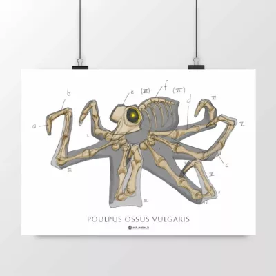 Affiche artistique représentant un poulpe anatomique intitulée 'Poulpus Ossus Vulgaris'