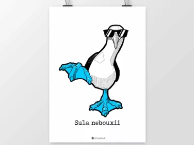 Sula nebouxii