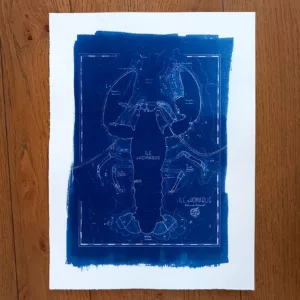 Cyanotype Carte marine Homarus