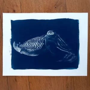 Cyanotype Seiche Sepia officinalis